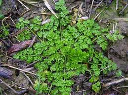 fools parsley