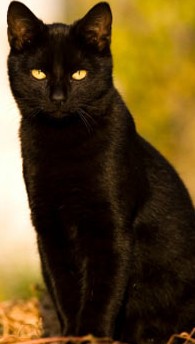 cat