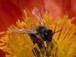 bees