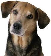 dog1