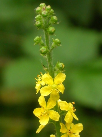 Agrimony 163