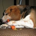 dog2